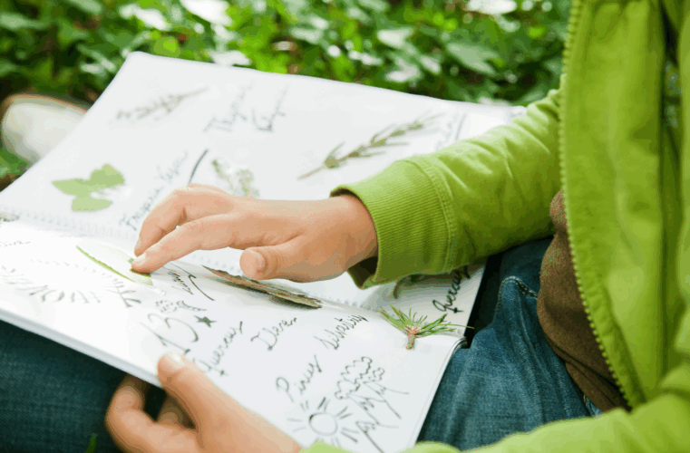 **Bibliothèque** Je fabrique mon herbier – Mercredi 21 mai