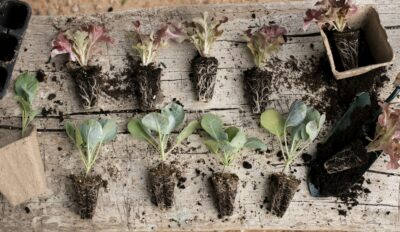 ELLSA atelier parent/enfant – mardi 3 mars 2026