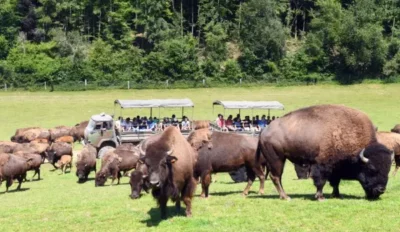 Loisirs Aînés : Journée au parc canadien de Muchedent