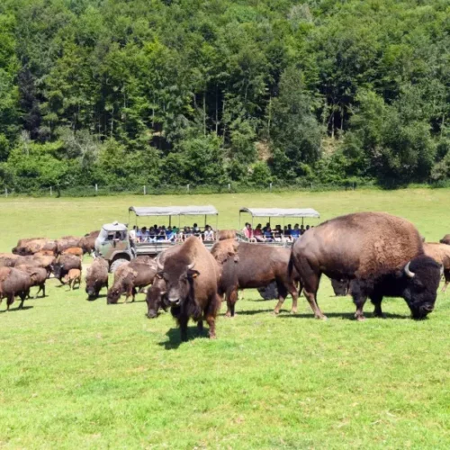 Loisirs Aînés : Journée au parc canadien de Muchedent